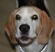 Beagle Buster.