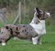 Welsh corgi cardigan Eeys