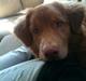 Nova scotia duck tolling retriever Aslan (Bali)