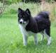Blanding af racer Mester (Samojede/Islandsk Fårehund)