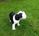 Fransk bulldog Basse