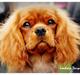 Cavalier king charles spaniel Loevhoejs Daiquiri - Daiqqi
