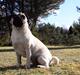 Mops Bodil