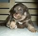 Finsk lapphund Aito