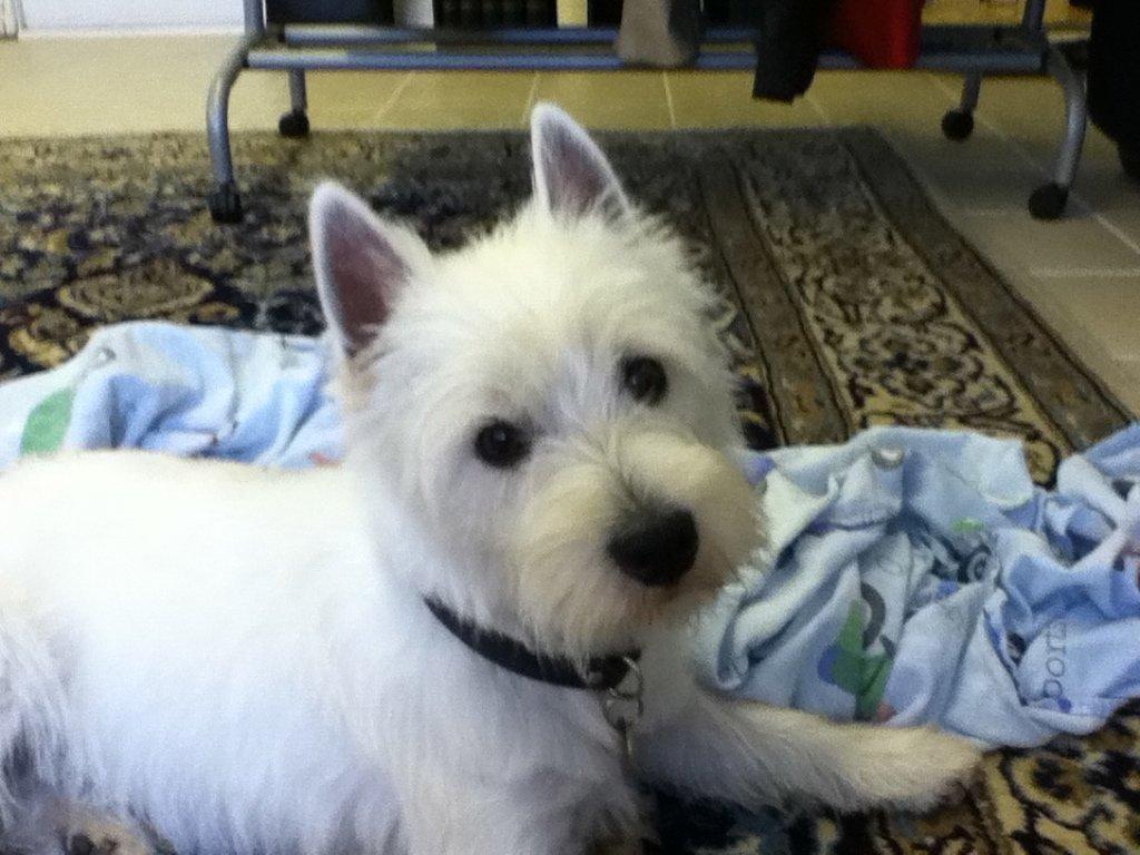 West highland white terrier Molly billede 2