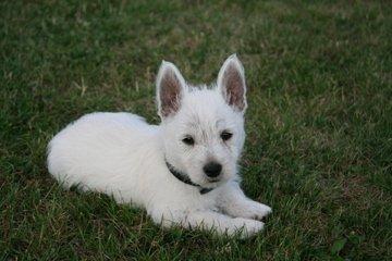West highland white terrier Molly billede 3