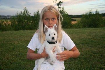 West highland white terrier Molly billede 4