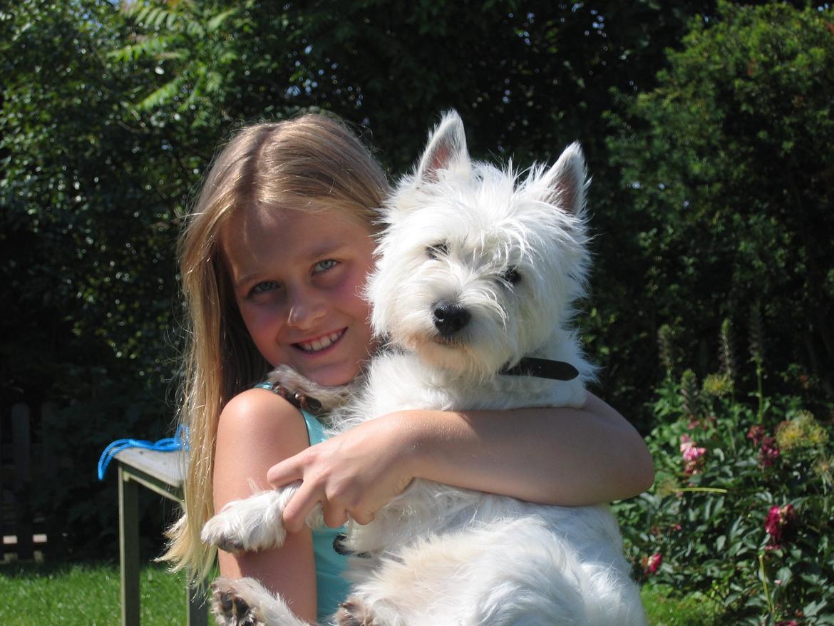 West highland white terrier Molly billede 1