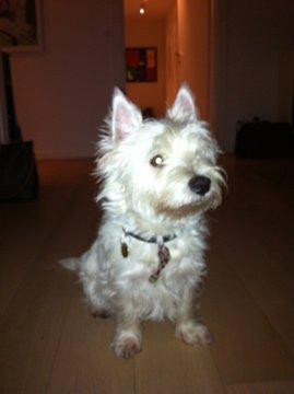 West highland white terrier Molly billede 5