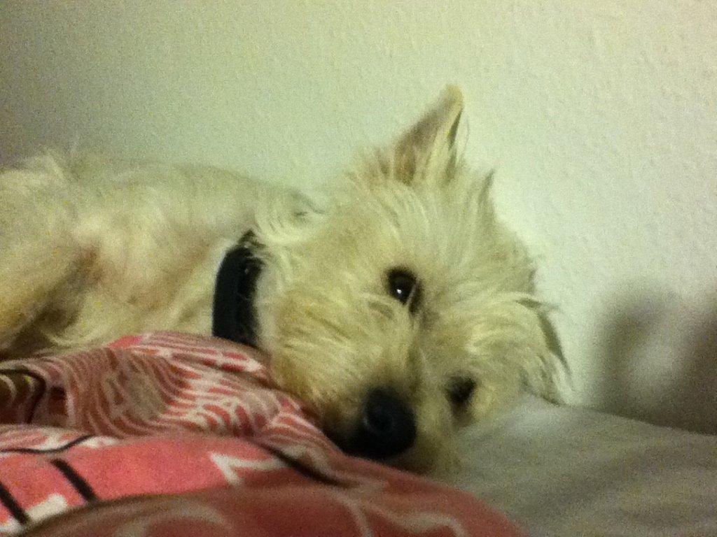 West highland white terrier Molly billede 6