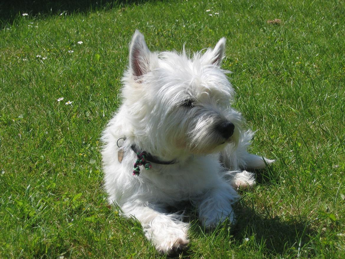 West highland white terrier Molly billede 7