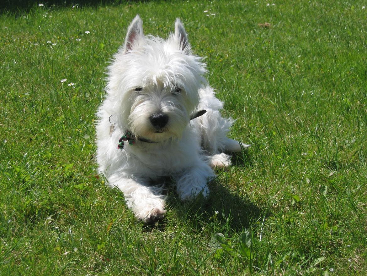 West highland white terrier Molly billede 8