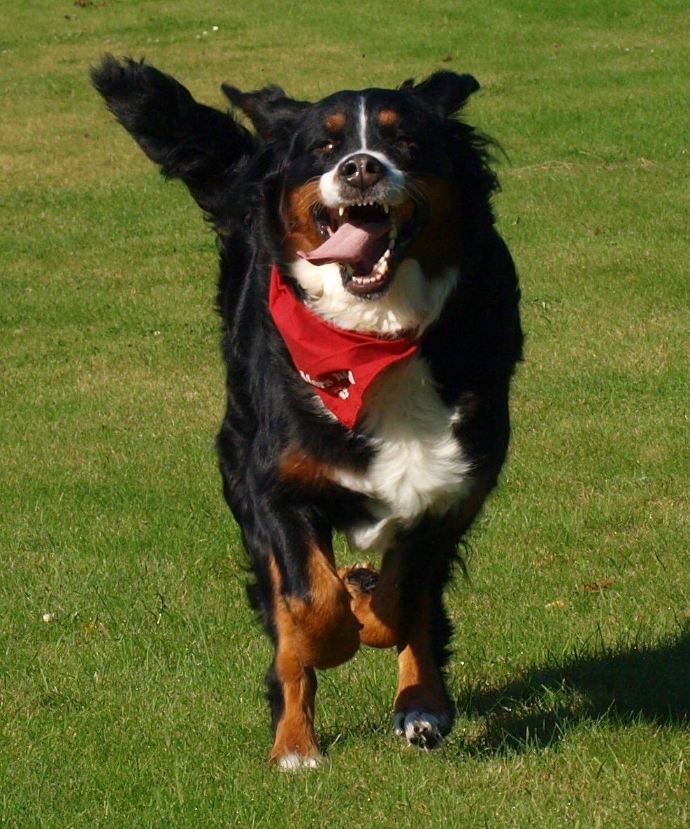 Berner sennenhund Nala *min eneste  ene* billede 14