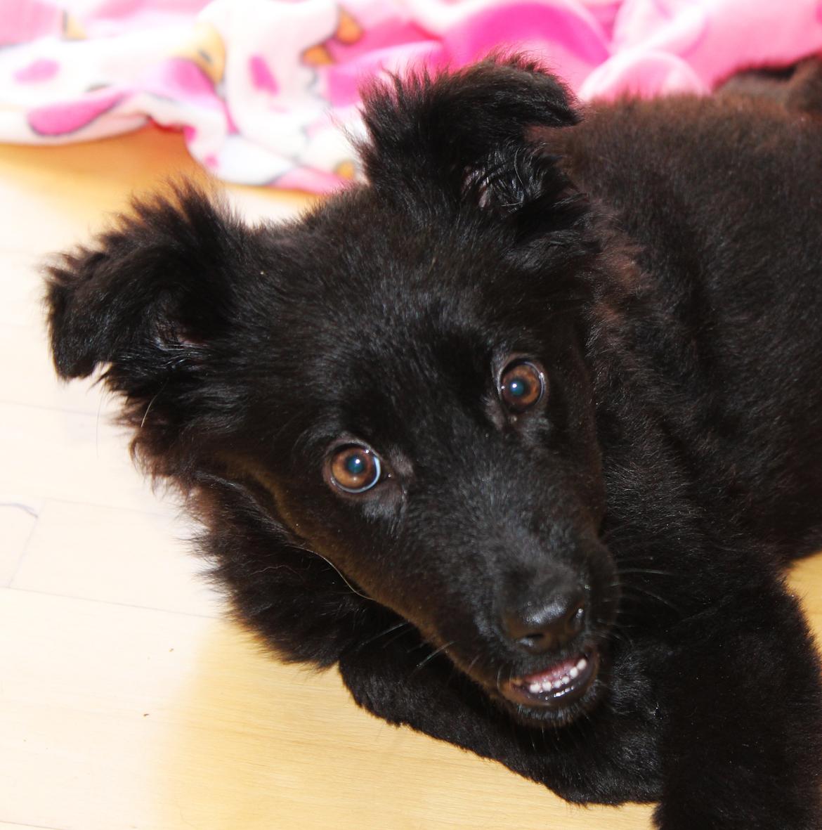 Schæferhund Dina billede 1