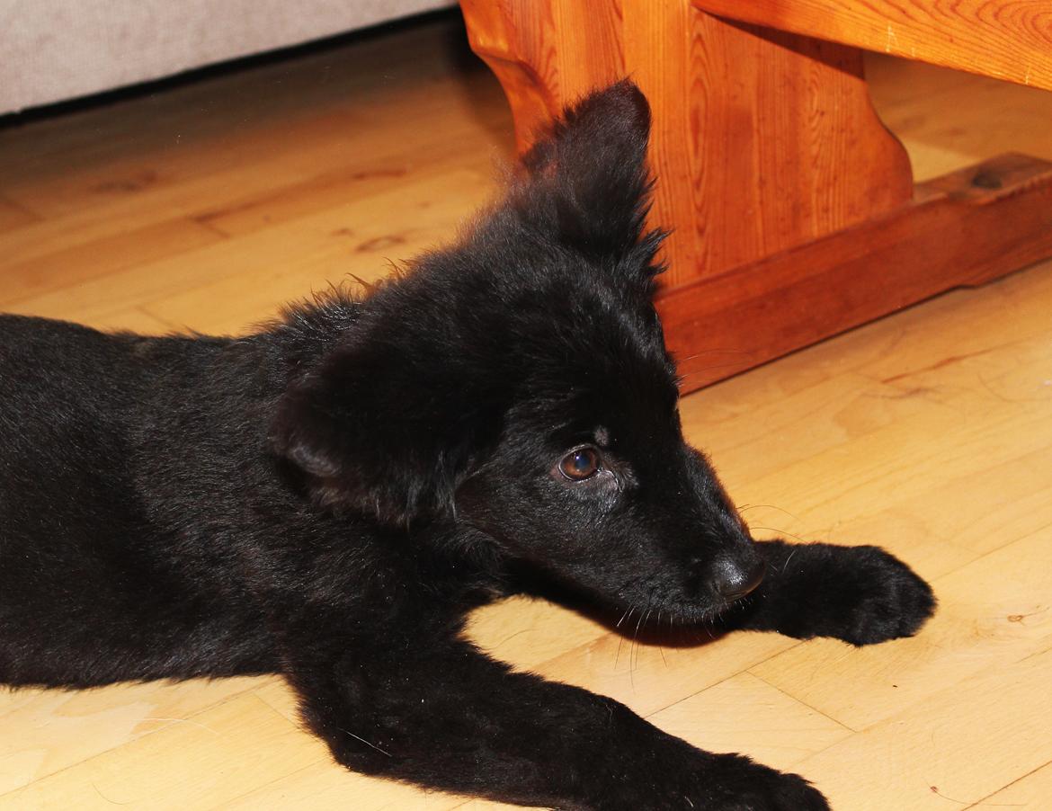 Schæferhund Dina billede 2