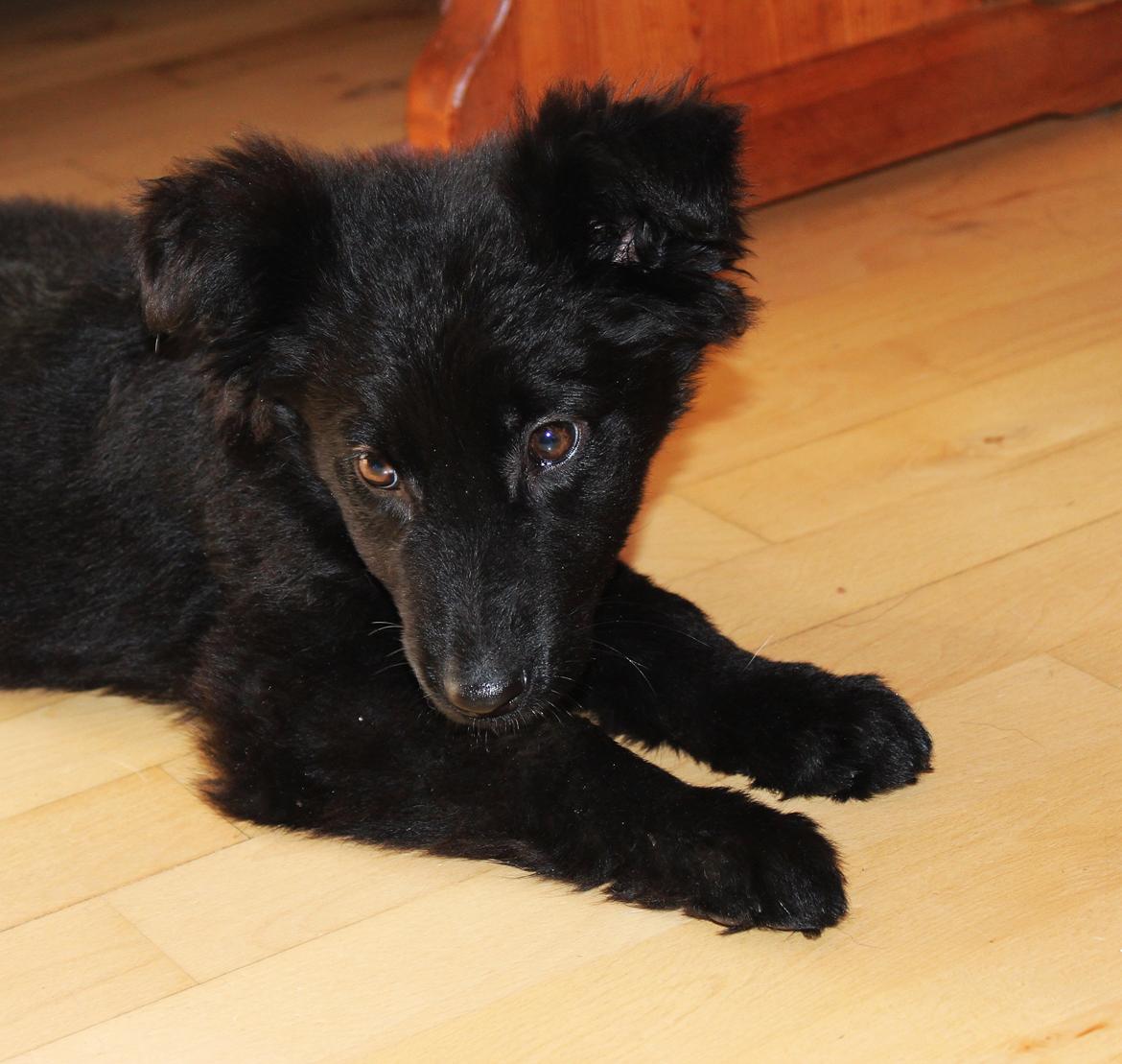 Schæferhund Dina billede 3