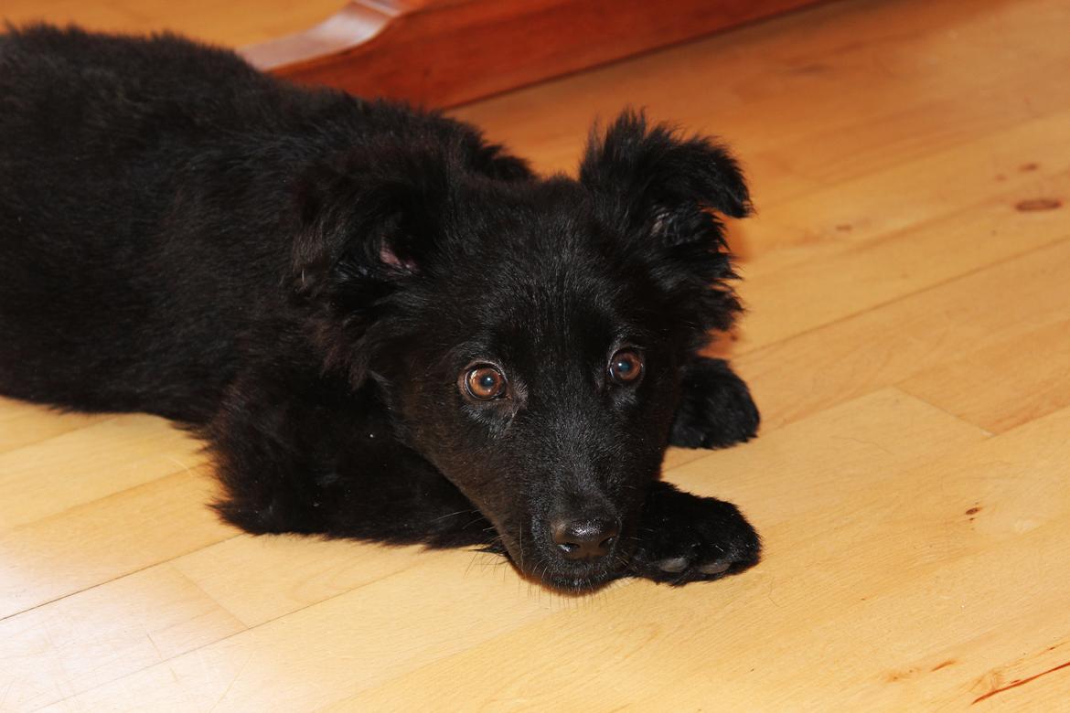 Schæferhund Dina billede 4