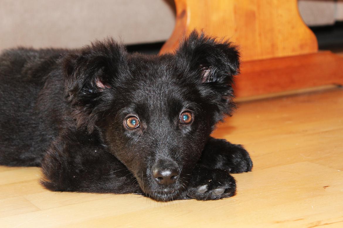 Schæferhund Dina billede 5