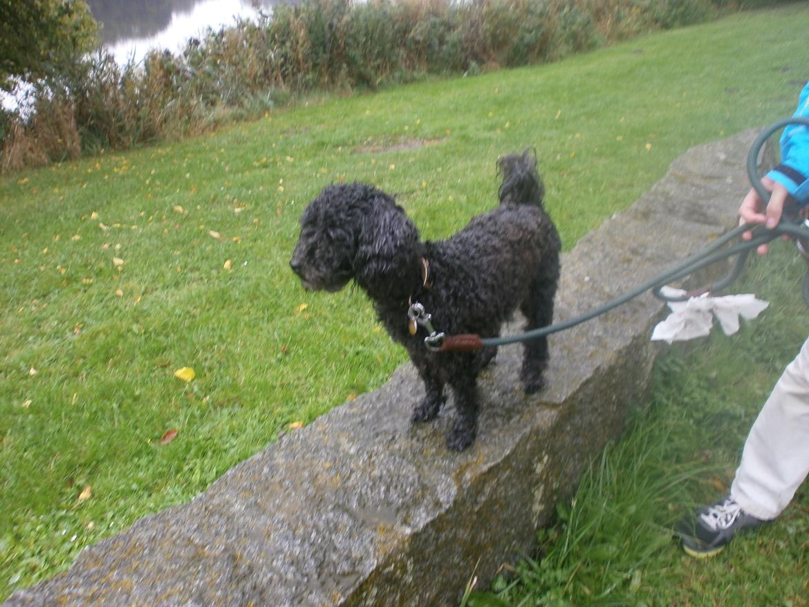 Blanding af racer Sambo billede 2