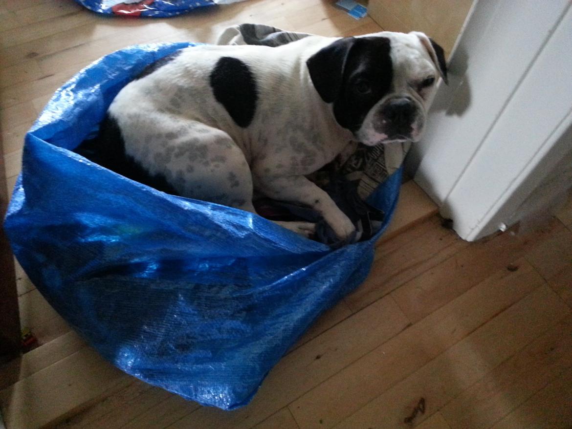 Fransk bulldog Bops - Ahhh lunt vasketøj lige fra tørretumbleren..   billede 17