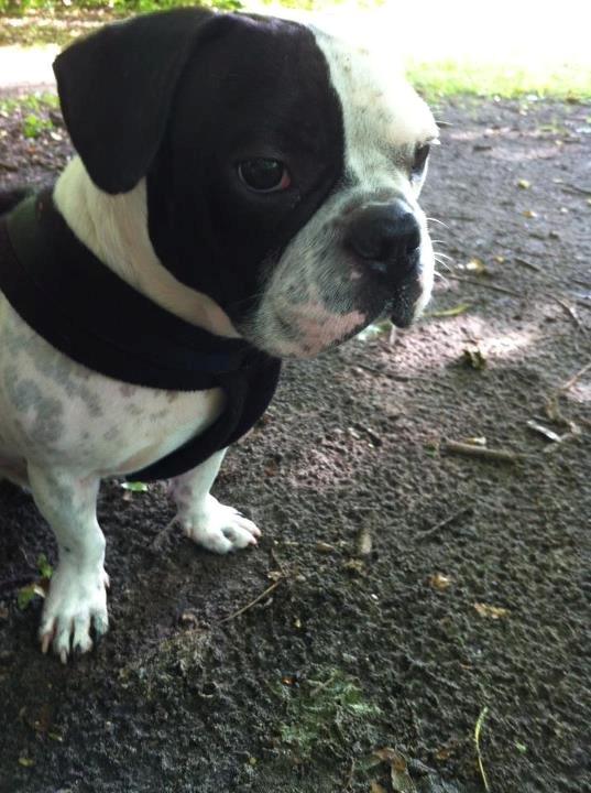 Fransk bulldog Bops - Smuksak... billede 18