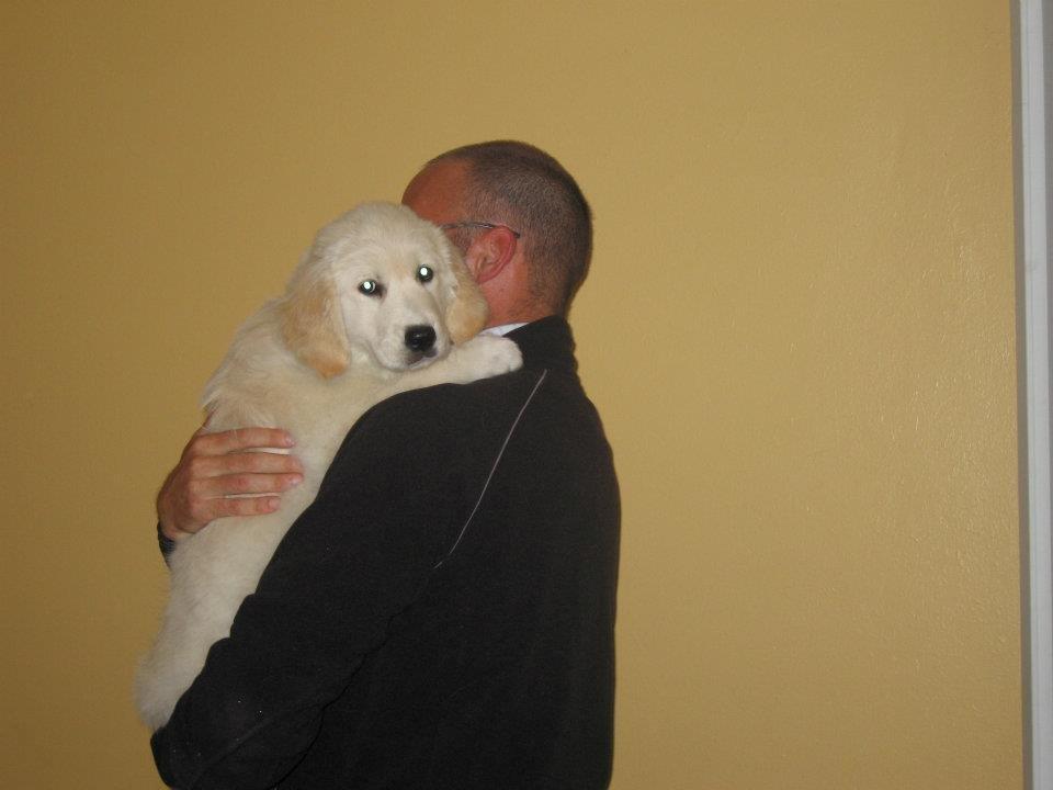 Golden retriever Valle billede 2