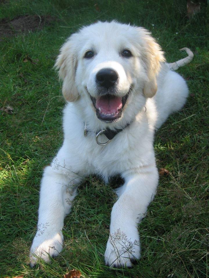 Golden retriever Valle billede 3