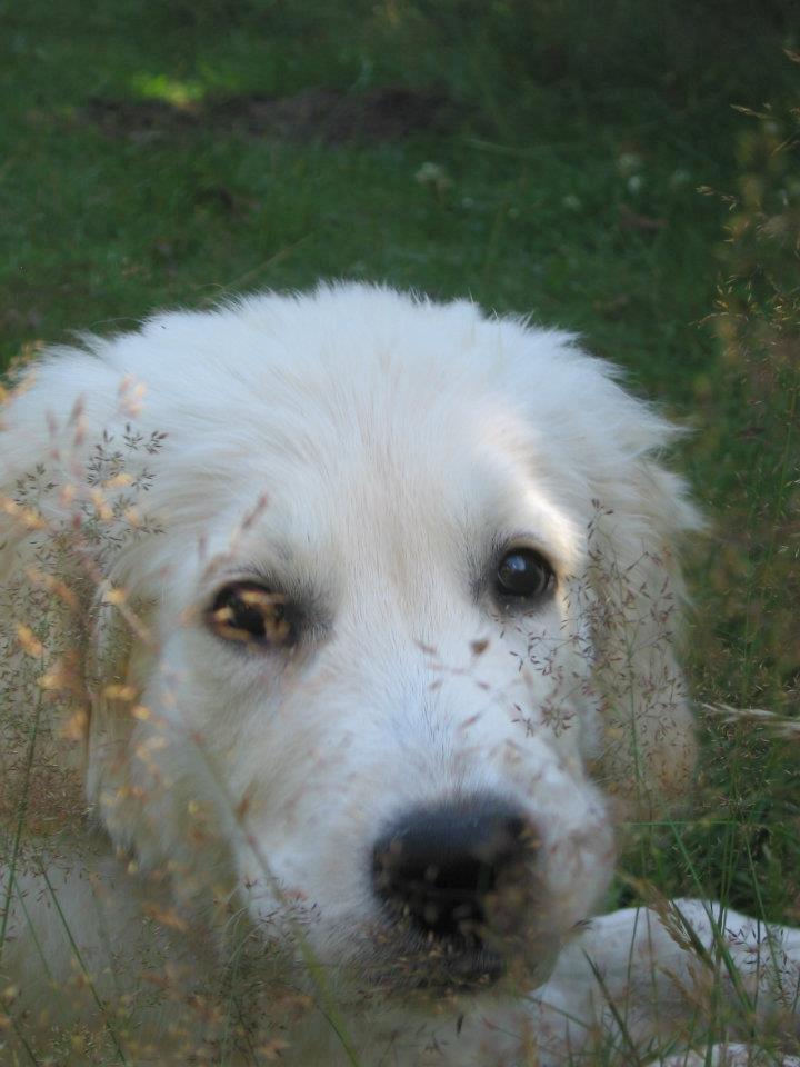 Golden retriever Valle billede 4