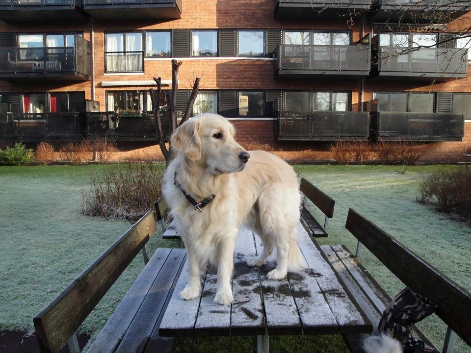 Golden retriever Valle billede 5