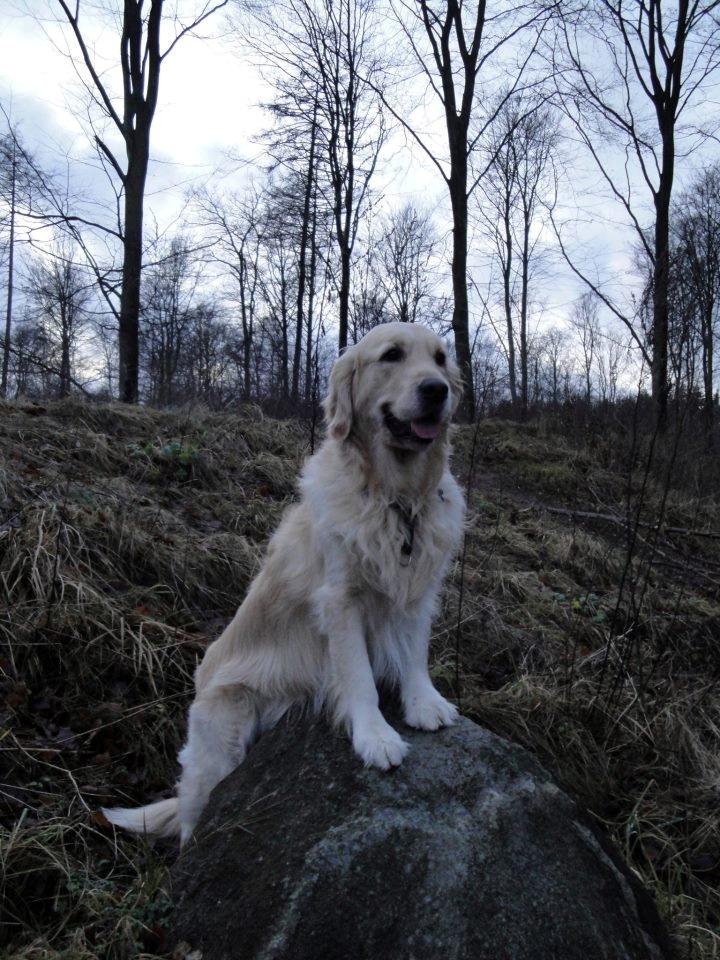 Golden retriever Valle billede 6