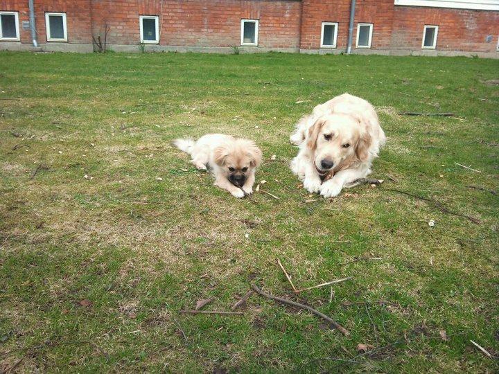 Golden retriever Valle billede 17