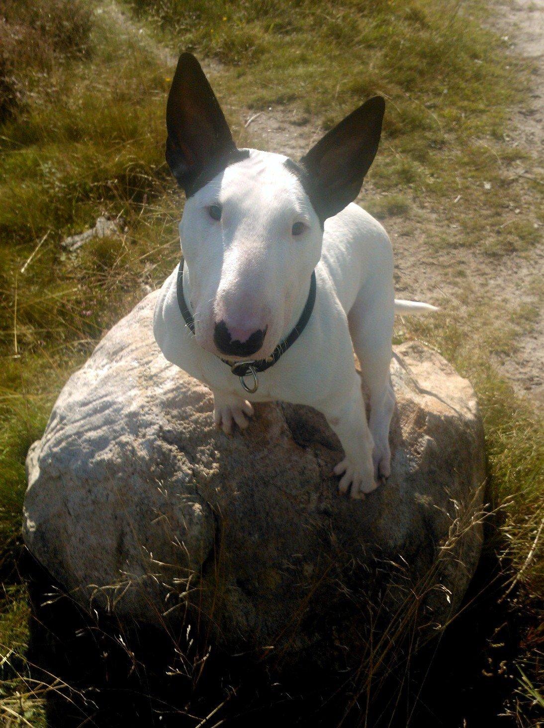 Bullterrier Chilli - I skoven  billede 3