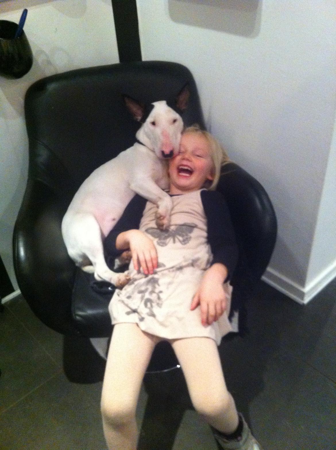 Bullterrier Chilli - Hygge i frisørsalonen billede 5