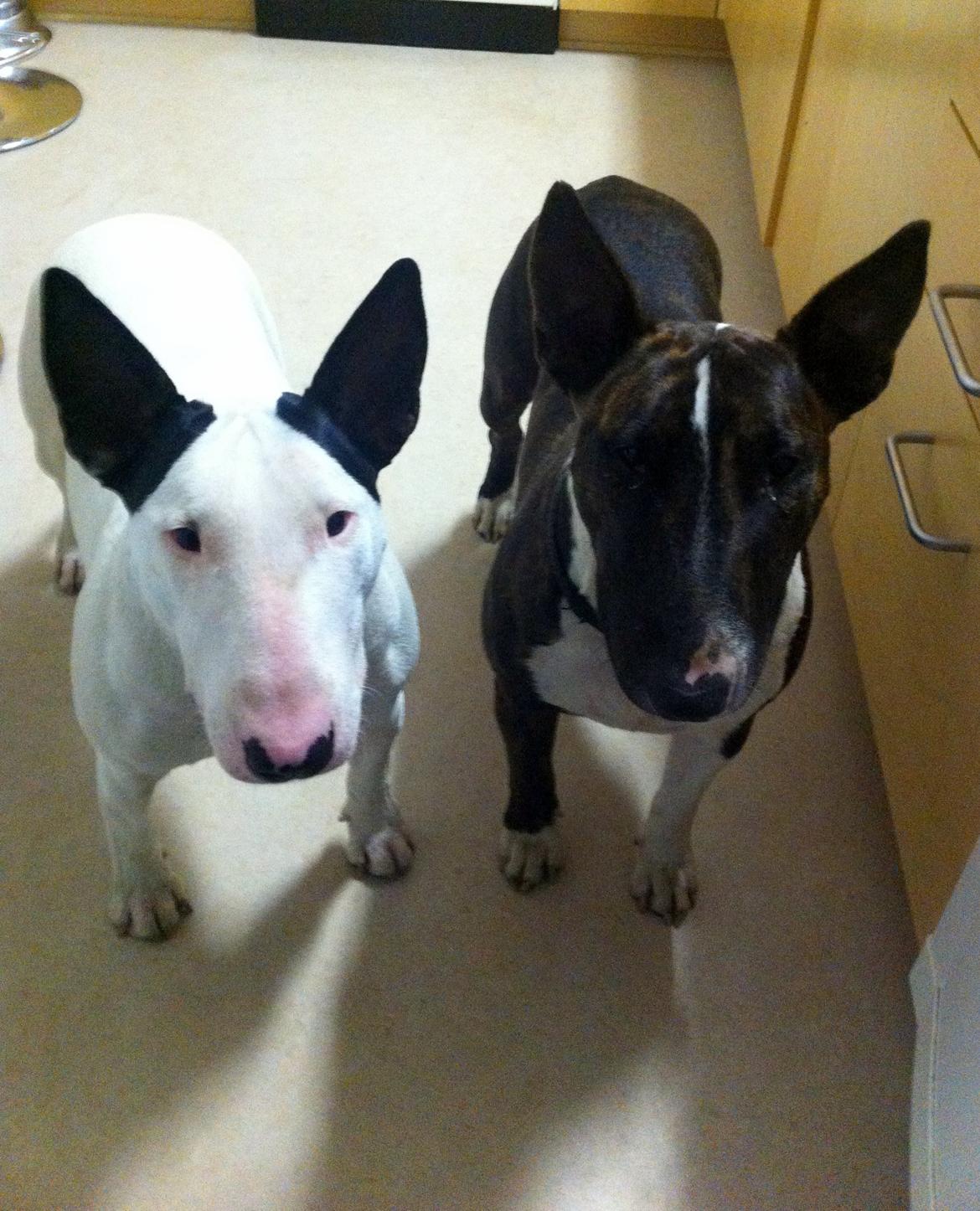 Bullterrier Chilli - Chilli & Blixen billede 6