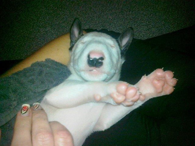 Bullterrier Chilli - Baby Chilli billede 7
