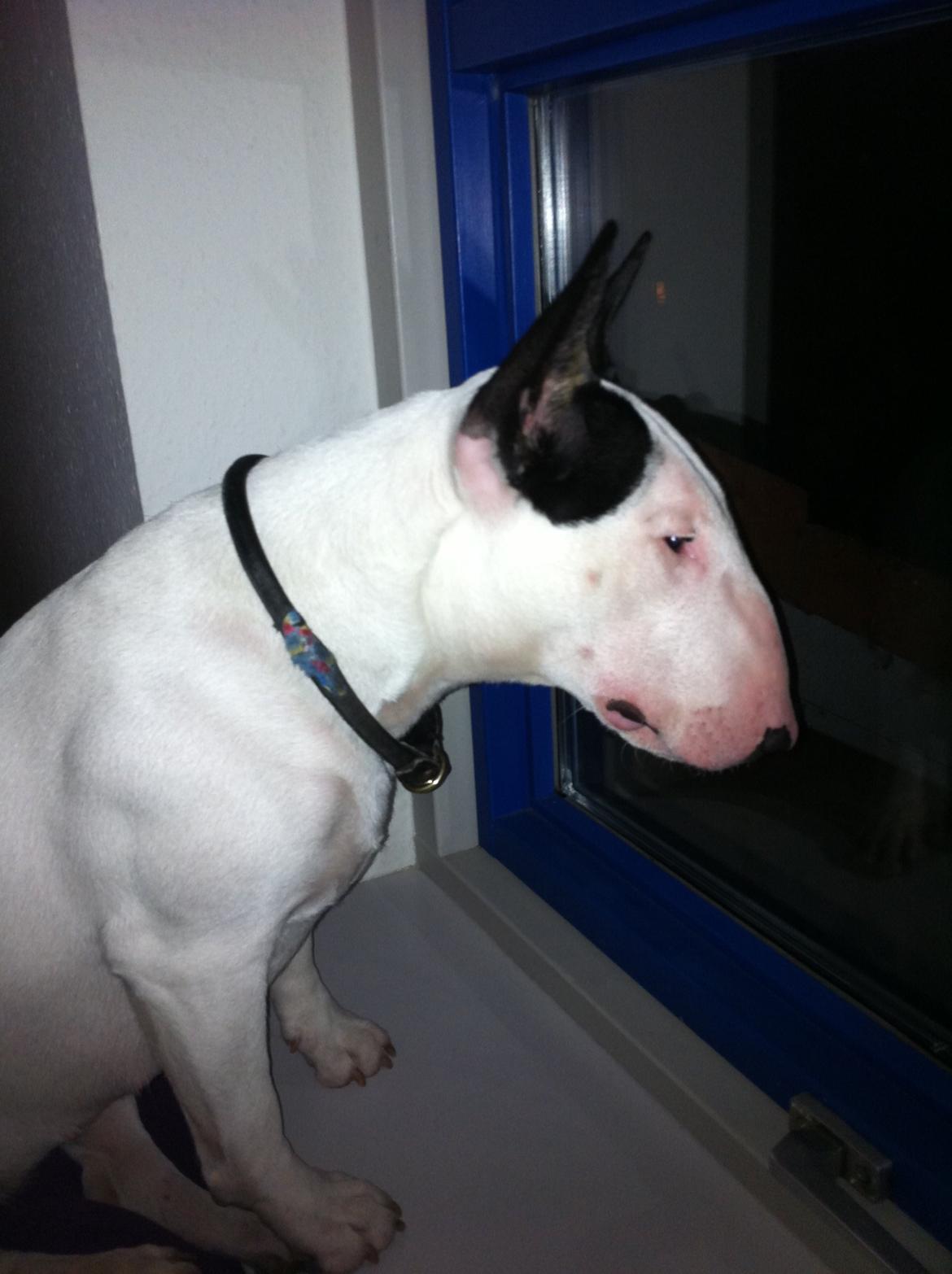 Bullterrier Chilli - Chilli holder vagt fra sin udkigspost  billede 8