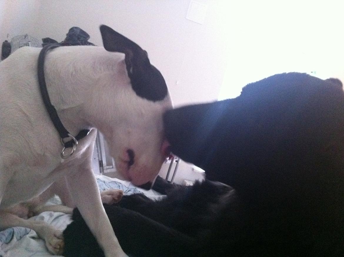 Bullterrier Chilli - Chilli får kys af Ambo billede 9