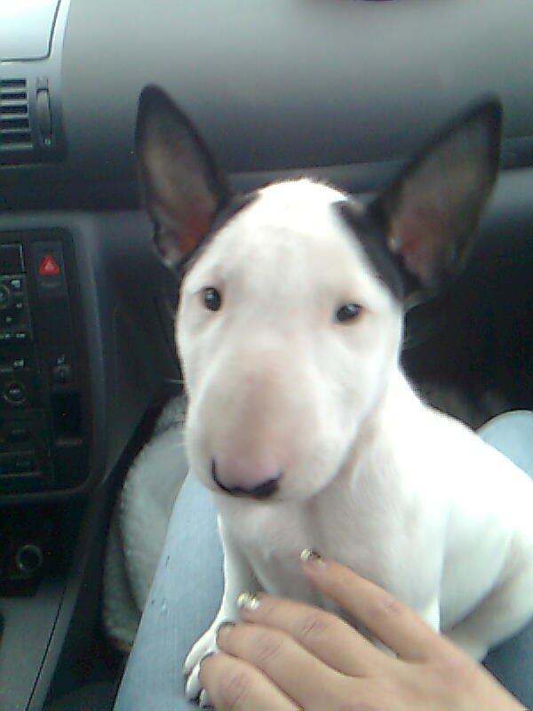 Bullterrier Chilli - 8 uger gammel billede 11