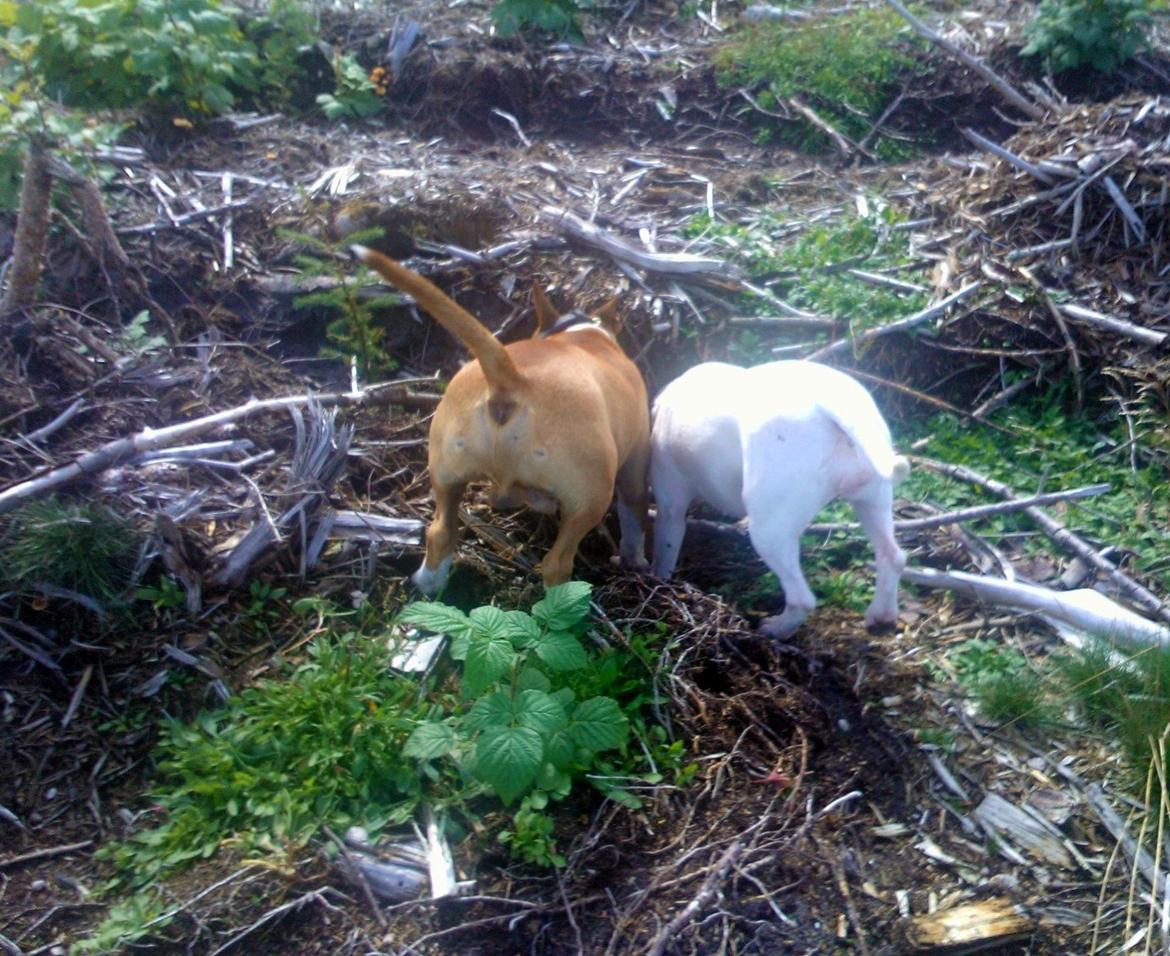 Bullterrier Chilli - Buller-buts :-) billede 12