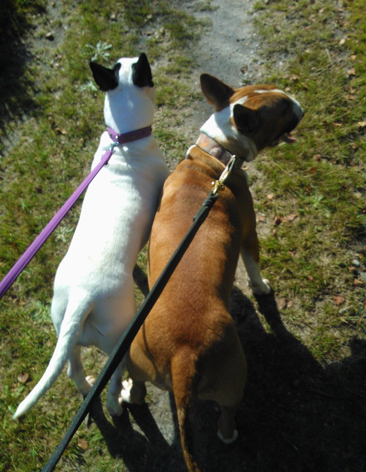 Bullterrier Chilli - Chilli & Benny  billede 13