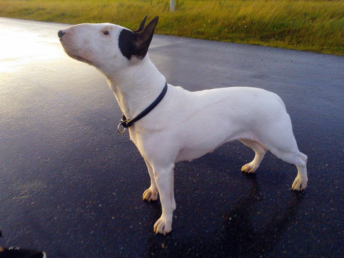 Bullterrier Chilli - Prinsessen 2 år gammel billede 14