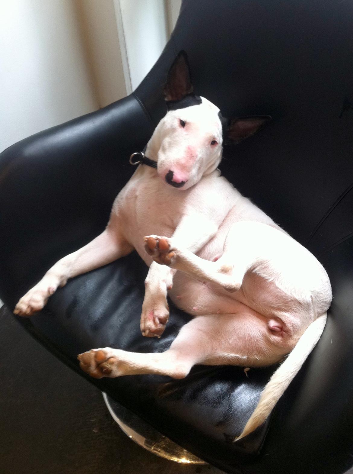 Bullterrier Chilli - Charmerende Chilli ! billede 15