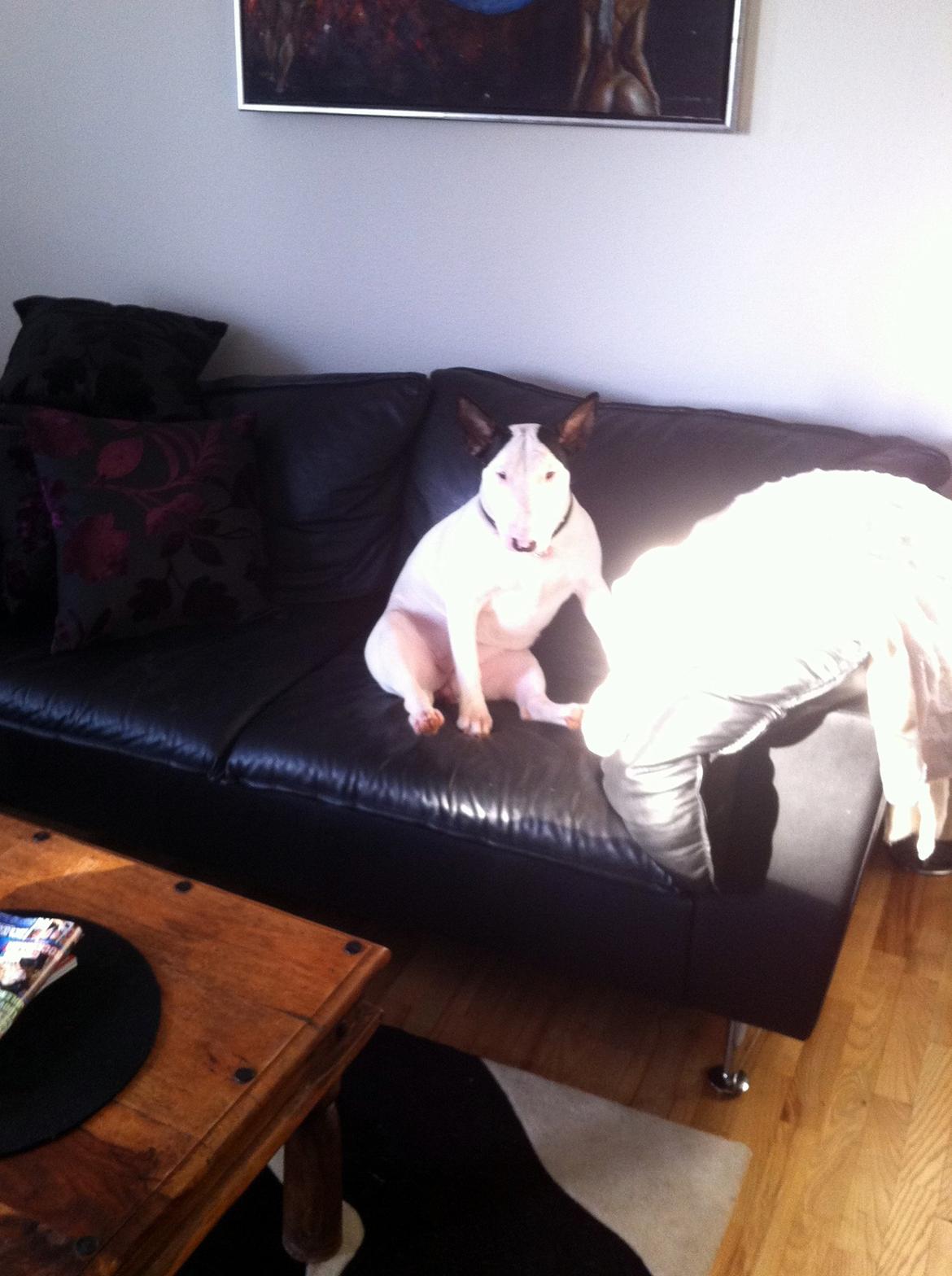 Bullterrier Chilli billede 16