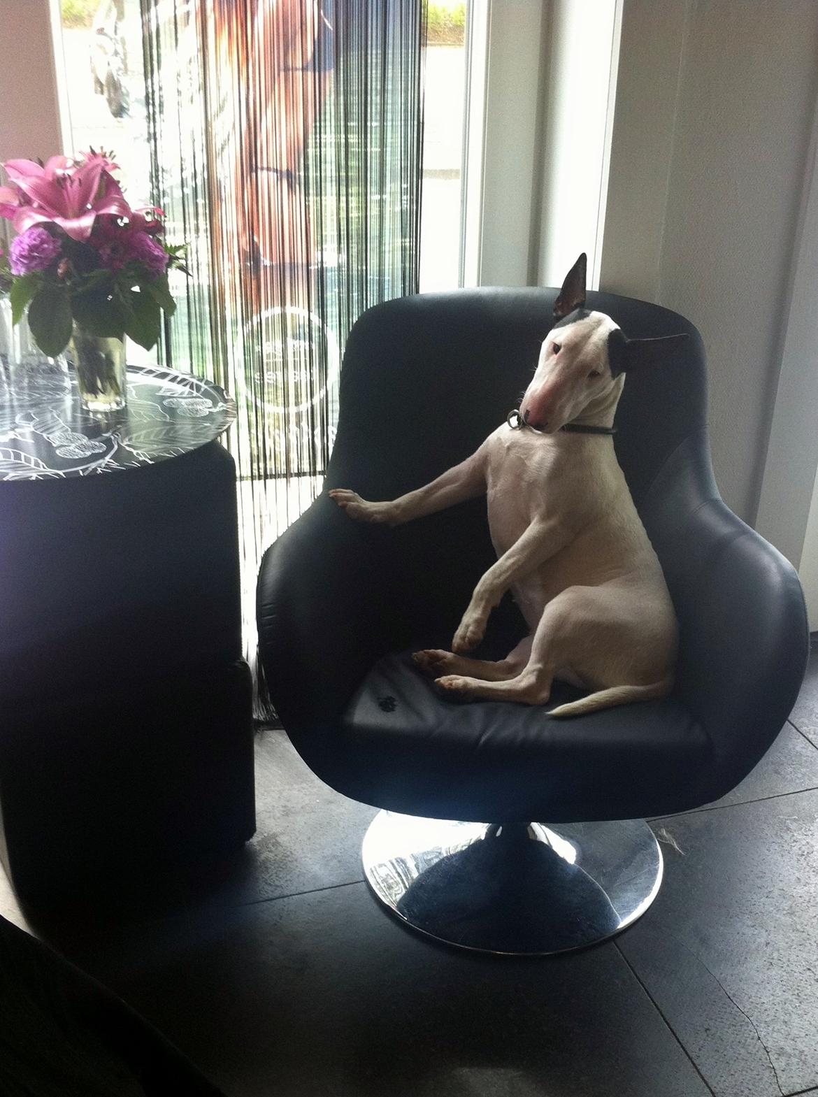 Bullterrier Chilli - Queen of the F****** universe ;-) billede 17