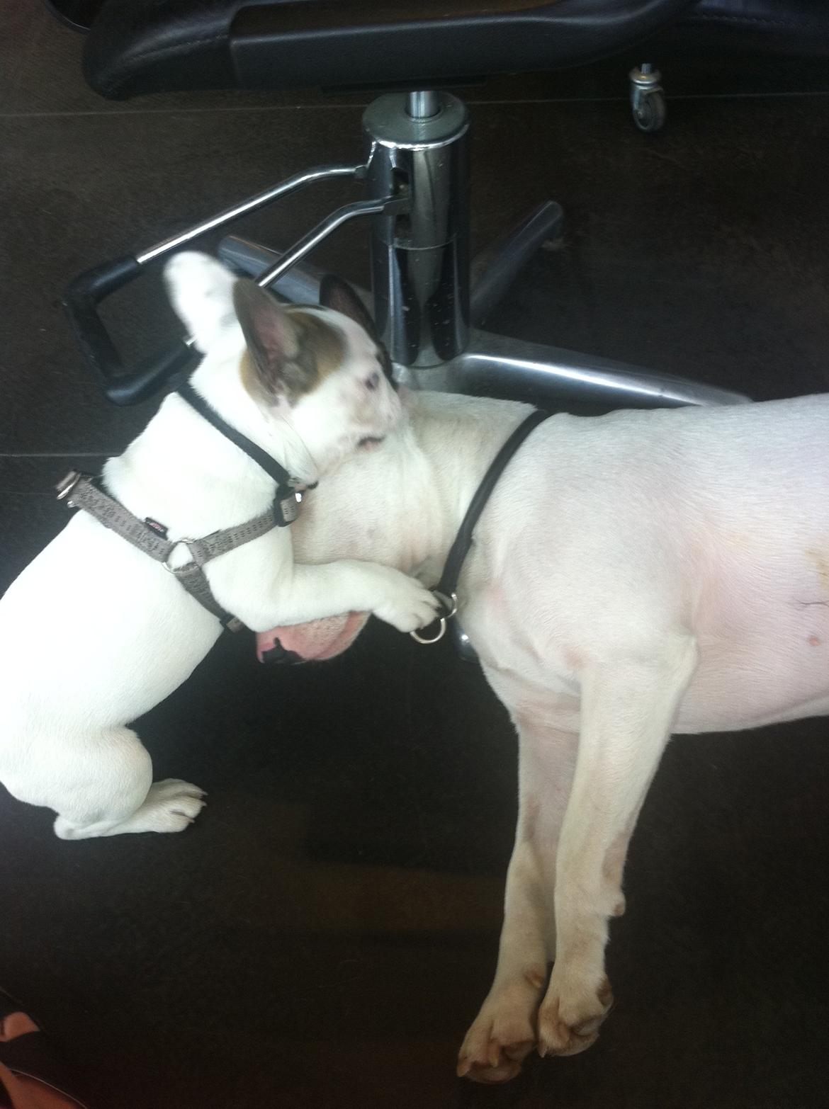 Bullterrier Chilli - Chilli med en lille fransk bulldog hvalp  billede 18