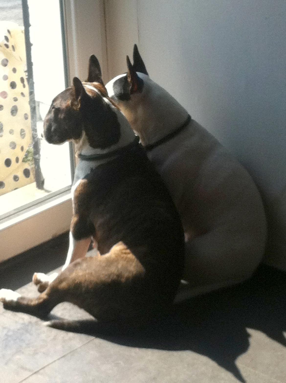 Bullterrier Chilli - Venter i fælleskab på mor  billede 19