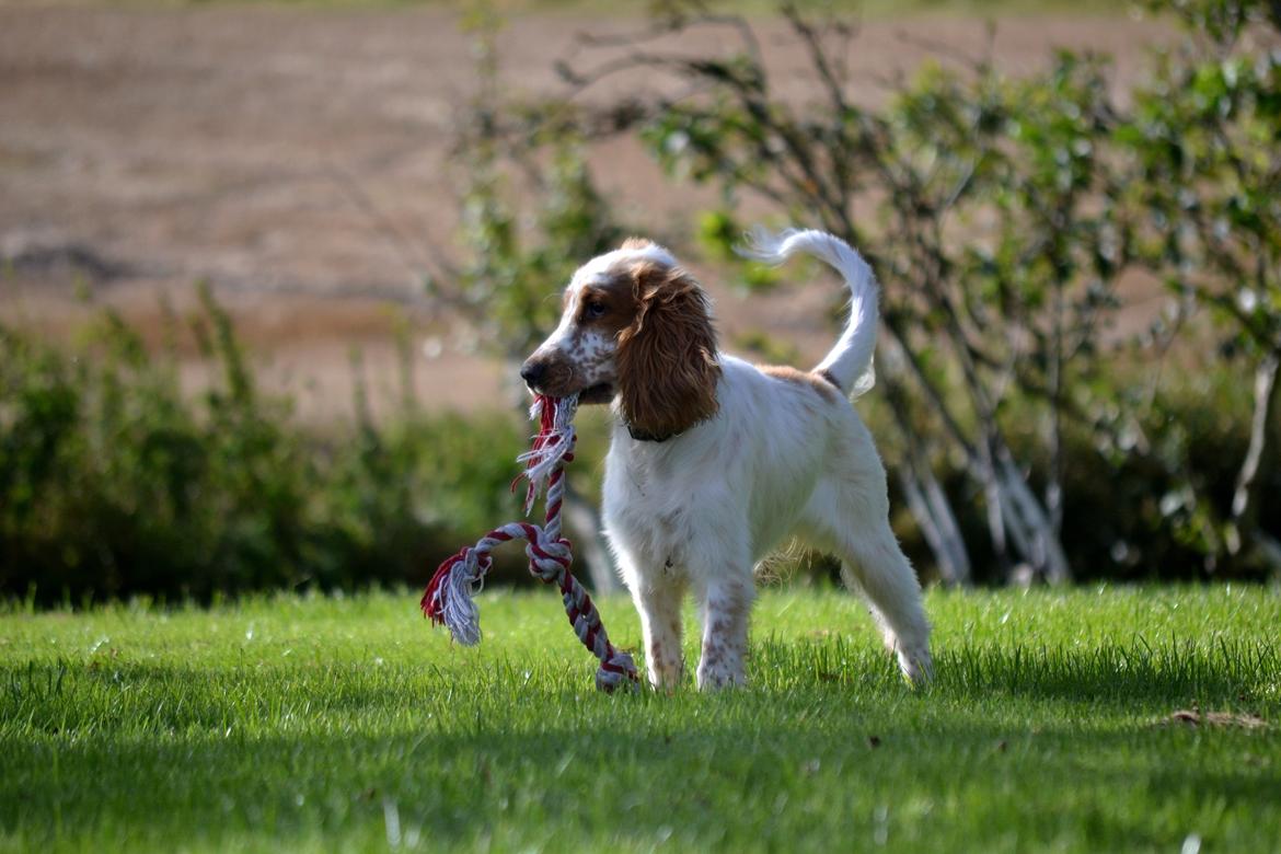 Cocker spaniel Althea billede 3