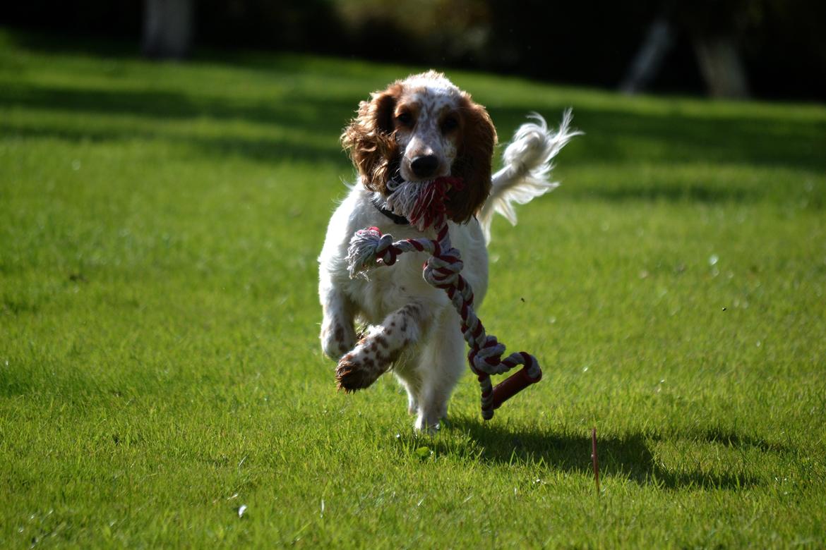 Cocker spaniel Althea billede 5