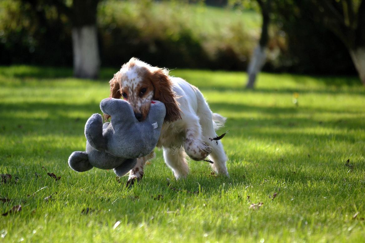 Cocker spaniel Althea billede 6