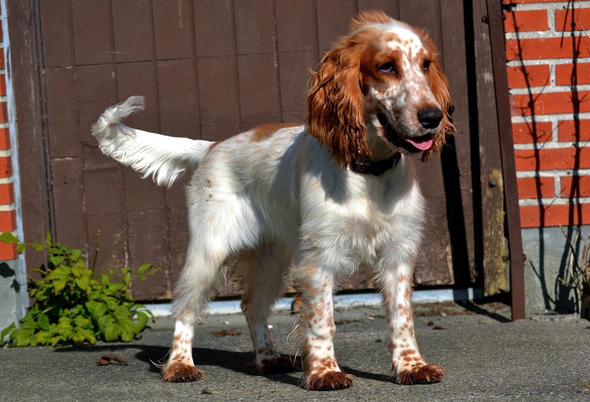 Cocker spaniel Althea billede 7